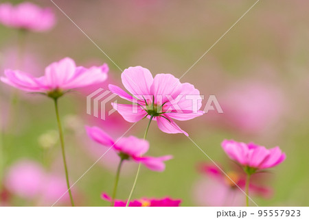 秋の気配　コスモス畑 95557923