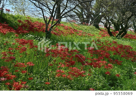 埼玉県吉見町のさくら堤公園に咲くヒガンバナとニラ 埼玉県吉見町のさくら堤公園に咲くヒガンバナとニラ 95558069