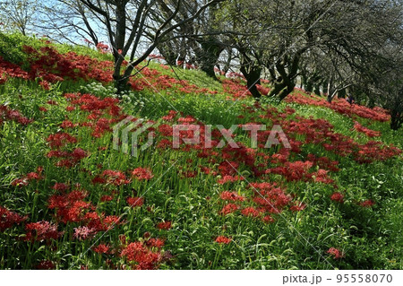 埼玉県吉見町のさくら堤公園に咲くヒガンバナとニラ 95558070