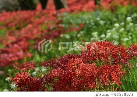 埼玉県吉見町のさくら堤公園に咲くヒガンバナとニラ 埼玉県吉見町のさくら堤公園に咲くヒガンバナとニラ 95558073
