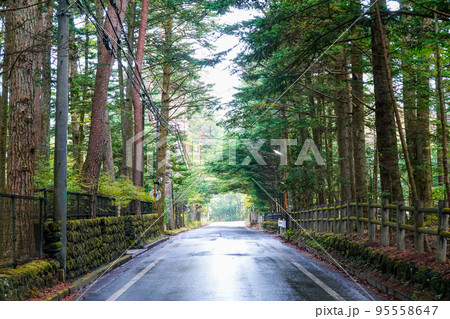 秋の三笠通り、カラマツ並木の紅葉(長野県軽井沢町) 秋の三笠通り、カラマツ並木の紅葉(長野県軽井沢町) 95558647