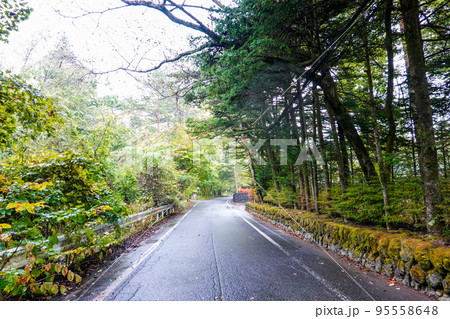 秋の三笠通り、カラマツ並木の紅葉(長野県軽井沢町) 秋の三笠通り、カラマツ並木の紅葉(長野県軽井沢町) 95558648