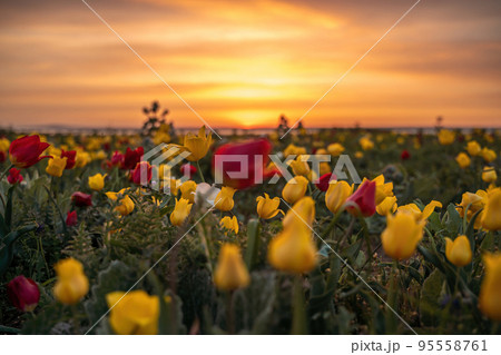Wild tulip flowers at sunset, natural seasonal background. Multi-colored tulips Tulipa schrenkii in their natural habitat, listed in the Red Book. Wild tulip flowers at sunset, natural seasonal background. Multi-colored tulips Tulipa schrenkii in their natural habitat, listed in the Red Book. 95558761