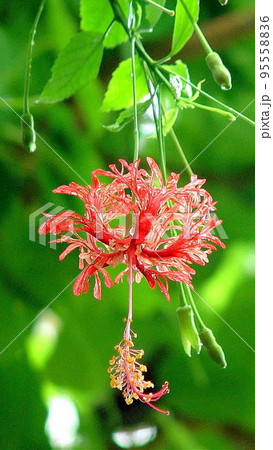 雨に濡れた赤い花 熱帯植物(5月)フウリンブッソウゲ04V9.16 雨に濡れた赤い花 熱帯植物(5月)フウリンブッソウゲ04V9.16 95558836