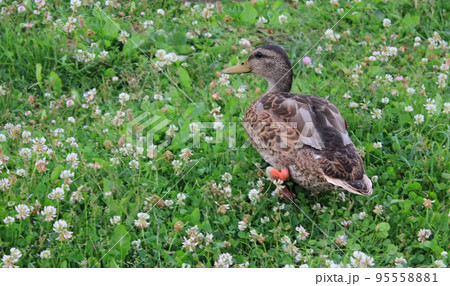 A duck stands on the shore on the green grass with white flowers A duck stands on the shore on the green grass with white flowers 95558881