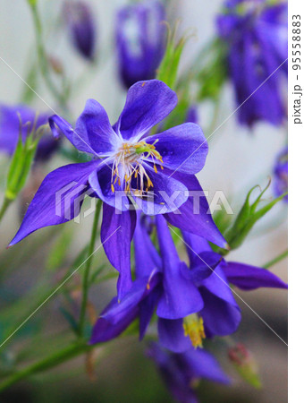 The coloful Siberian Iris Iris sibirica a perennial plant with purple-blue flowers with a paler whitish or yellowish centre in Uppland, Sweden. Isolated on green. 95558883