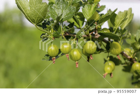 Gooseberry or European gooseberry. Unripe green organic gooseberries in the garden. Gooseberry or European gooseberry. Unripe green organic gooseberries in the garden. 95559007