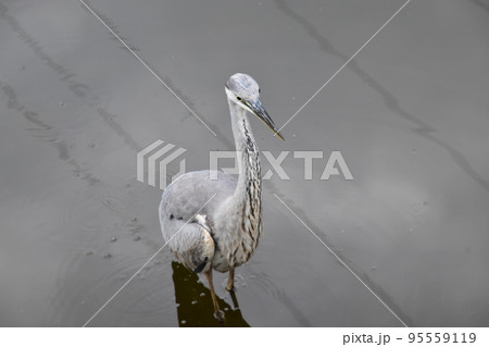 山田池公園 95559119