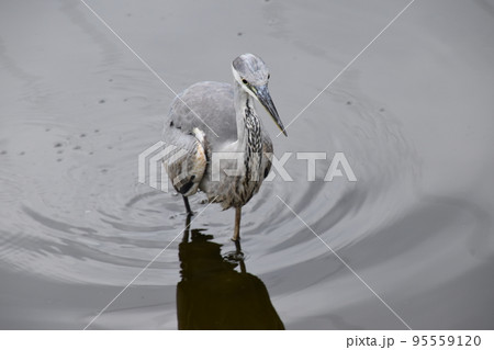 山田池公園 95559120