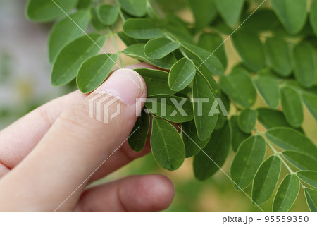 モリンガを持つ手 95559350