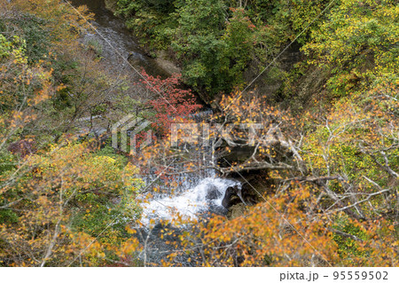 紅葉の風景　秋の鳴子峡　宮城県大崎市 95559502