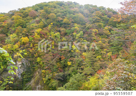 紅葉の風景　秋の鳴子峡　宮城県大崎市 95559507