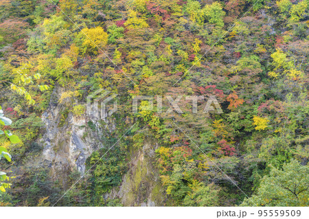 紅葉の風景　秋の鳴子峡　宮城県大崎市 95559509