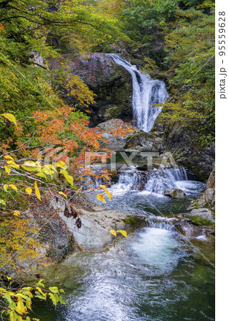 紅葉の風景 秋の関山大滝 山形県東根市 紅葉の風景 秋の関山大滝 山形県東根市 95559628