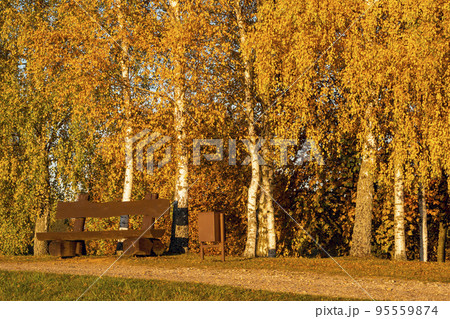 Wooden bench on the park pathway through the autumn trees 95559874