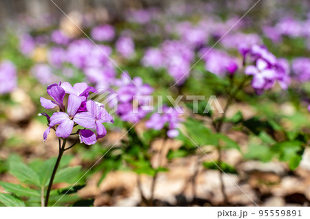 First spring forest flowers, Cardamine Dentaria bulbifera, selective focus. Purple and lilac forest flowers. Beautiful spring floral background 95559891