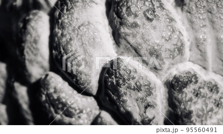 Abstract mystic background beauty nature wallpaper. Real photo close macro sugar custard apple annona exotic tropical fruit. Oval scaly skin texture surface rough. Black white grey contrast color Abstract mystic background beauty nature wallpaper. Real photo close macro sugar custard apple annona exotic tropical fruit. Oval scaly skin texture surface rough. Black white grey contrast color 95560491