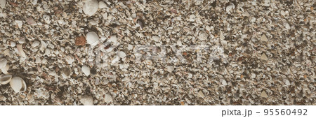BANNER Close-up seashells on beach sand summer day. Abstract ocean background pattern collection 95560492