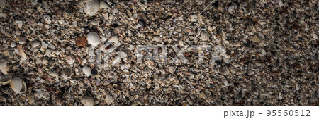 BANNER Close-up seashells on beach sand summer day. Abstract ocean background pattern collection BANNER Close-up seashells on beach sand summer day. Abstract ocean background pattern collection 95560512