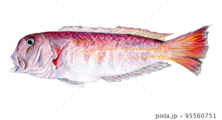 シロアマダイの手描き水彩画 シロアマダイの手描き水彩画 95560751