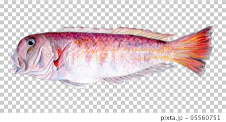 シロアマダイの手描き水彩画 シロアマダイの手描き水彩画 95560751