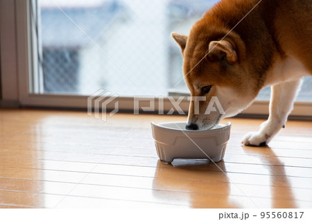 柴犬の食事 95560817
