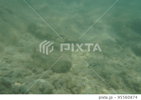 慶良間諸島の海 慶良間諸島の海 95560874