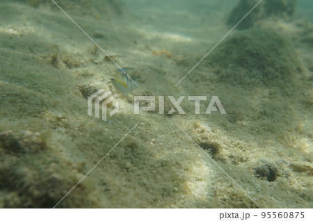 慶良間諸島の海 慶良間諸島の海 95560875