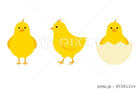 正面と横向きのヒヨコと殻に入ったヒヨコ 95561114