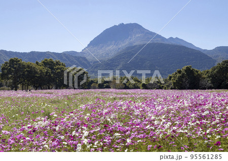しまばら火張山花公園のコスモス畑 しまばら火張山花公園のコスモス畑 95561285
