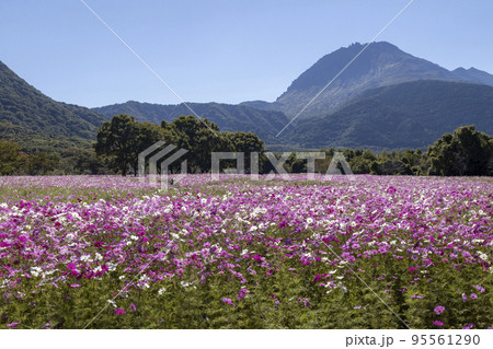 しまばら火張山花公園のコスモス畑 しまばら火張山花公園のコスモス畑 95561290