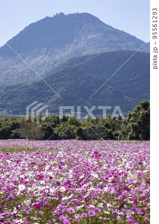 しまばら火張山花公園のコスモス畑 95561293