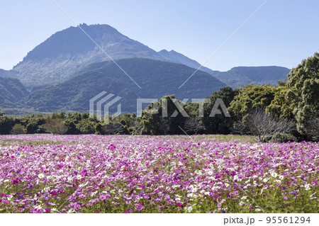 しまばら火張山花公園のコスモス畑 95561294