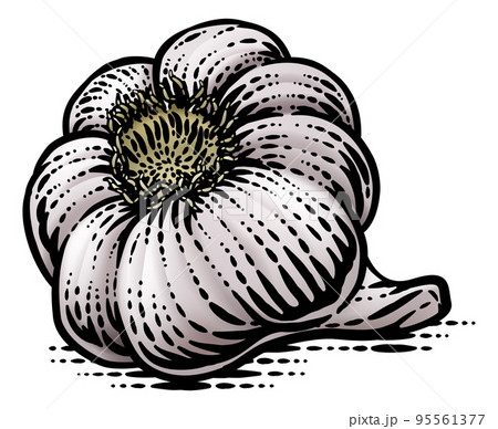 Garlic Vegetable Vintage Woodcut Illustration 95561377