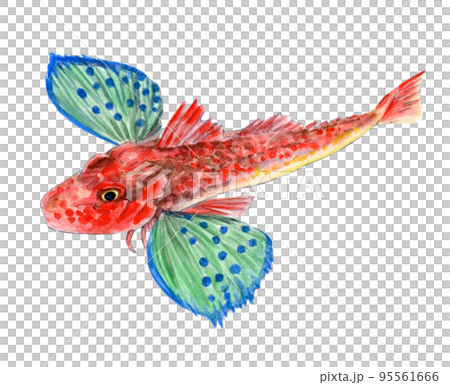 ホウボウの手描き水彩画 ホウボウの手描き水彩画 95561666