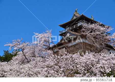 桜景 丸岡城 桜景 丸岡城 95561718