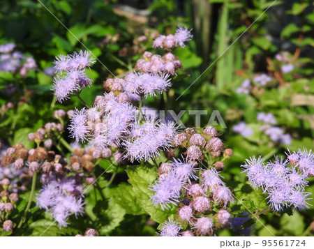 セイヨウフジバカマ（ユーパトリウム）の花 95561724