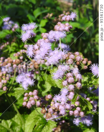 セイヨウフジバカマ(ユーパトリウム)の花 セイヨウフジバカマ(ユーパトリウム)の花 95561730