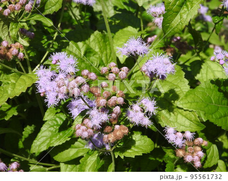 セイヨウフジバカマ（ユーパトリウム）の花 95561732