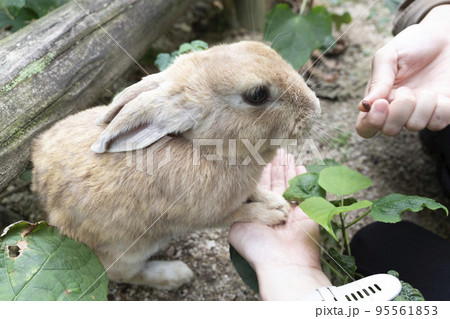 餌を食べるかわいい野ウサギ 餌を食べるかわいい野ウサギ 95561853