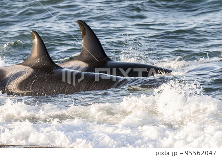 Killer whale hunting sea lions on the paragonian coast, Patagonia, Argentina 95562047