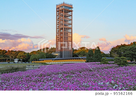 コスモスが満開の浜名湖ガーデンパーク 95562166