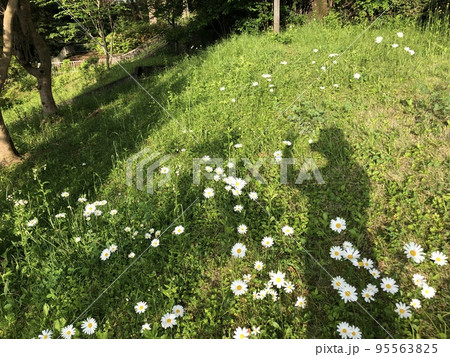 マーガレット畑の中から影絵で挨拶 95563825