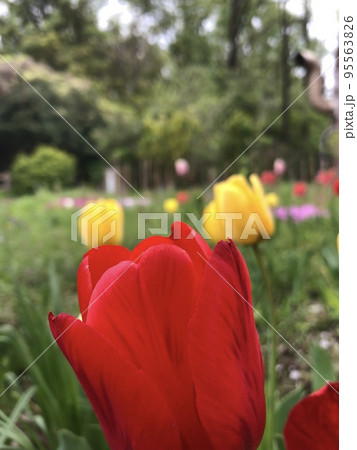風にそよぐ赤いチューリップ 95563826