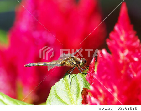 アキアカネとケイトウ 95563939