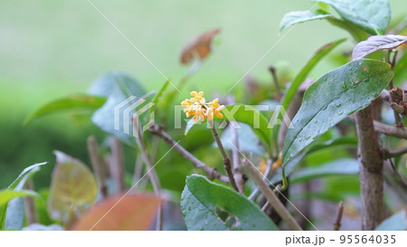 キンモクセイの花 キンモクセイの花 95564035