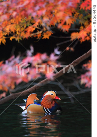 オシドリと紅葉 オシドリと紅葉 95564448