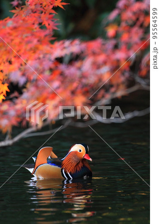 オシドリと紅葉 オシドリと紅葉 95564599