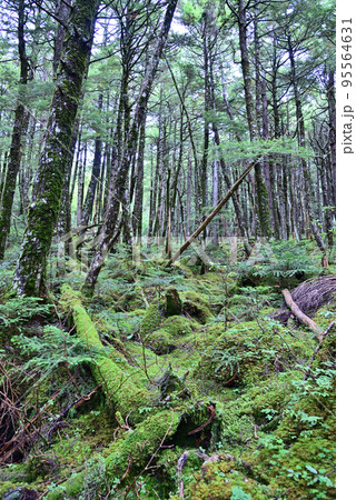 北八ヶ岳苔の森風景 北八ヶ岳苔の森風景 95564631