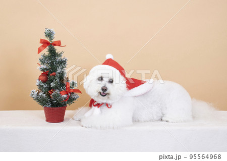 ミニクリスマスツリーと微笑むビジョンフリーゼのはなちゃん ミニクリスマスツリーと微笑むビジョンフリーゼのはなちゃん 95564968